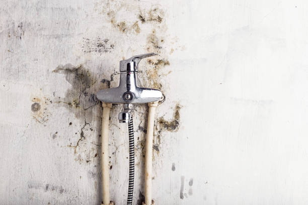 Best Mold Remediation for Specific Building Types in Norwood, NJ