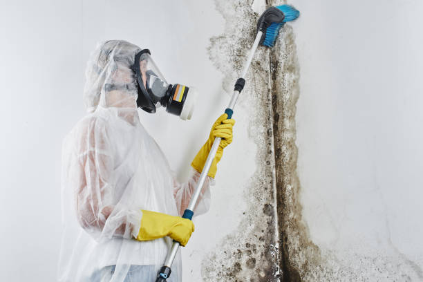 Best Commercial Mold Remediation in Norwood, NJ