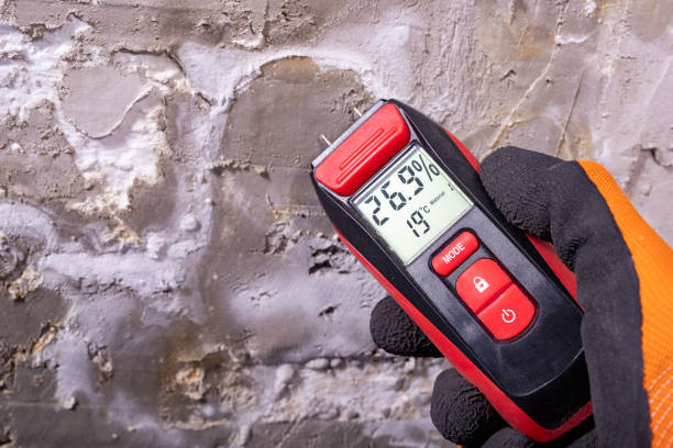 Best DIY Mold Remediation Support Services in Norwood, NJ