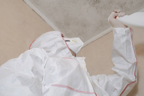 Best White Mold Remediation in Norwood, NJ